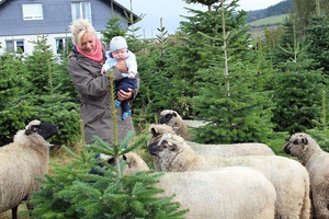 Weihnachtsbaumverkauf auf dem Schlosshof - Iris Imhof und Enkel Moritz haben wieder die schönsten Bäume ausgesucht und Schaf Lilly und Kolleginnen schauen interessiert zu. (Foto: Olaf Imhof)