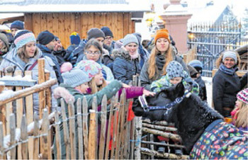 Kommen bei den Besuchern immer gut an: die Tiere im aufgebauten 'Alten Bauernhof'. (WP-Foto: Peter Kehrle)