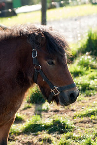 Mini-Pony vom 'Sonnenhof' (Foto: Tina Scheffler)
