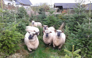 Weihnachtsbaumverkauf auf dem Schlosshof - Imhofs aus Wingeshausen bieten Weihnachtsbäume aus ihren 'von Schäfchen gepflegten' Kulturen an. (Foto: Olaf Imhof)